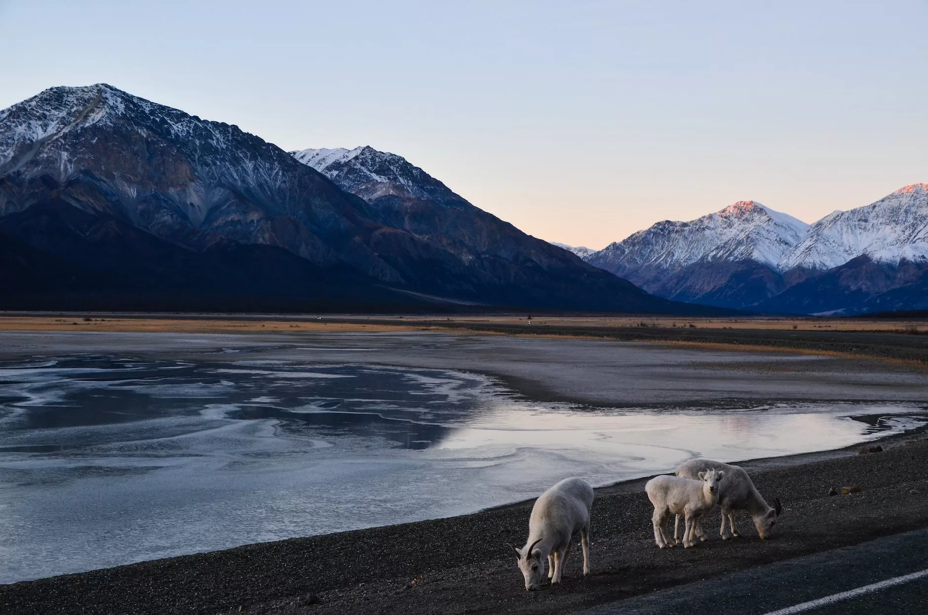 herd of sheep near the snow capped mountains Canada digital nomad