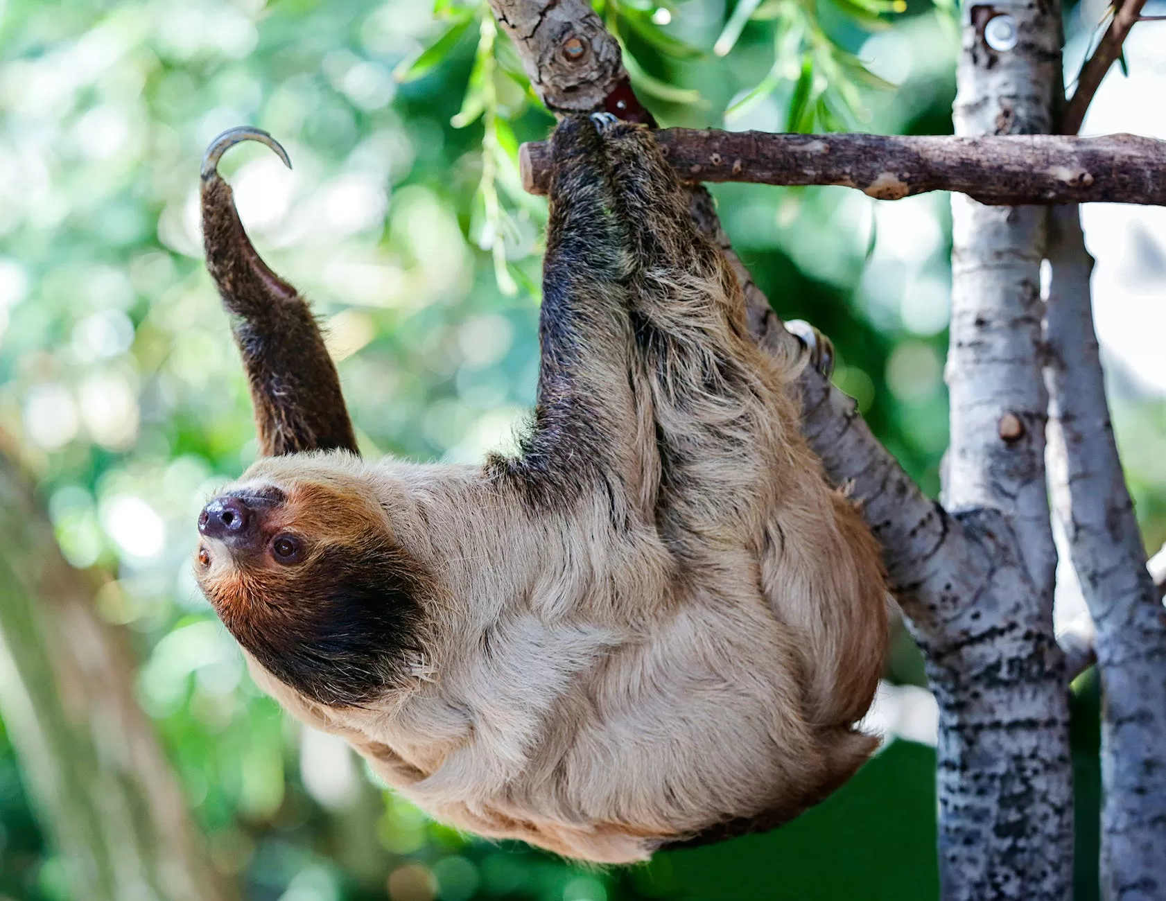 sloth hanging on tree