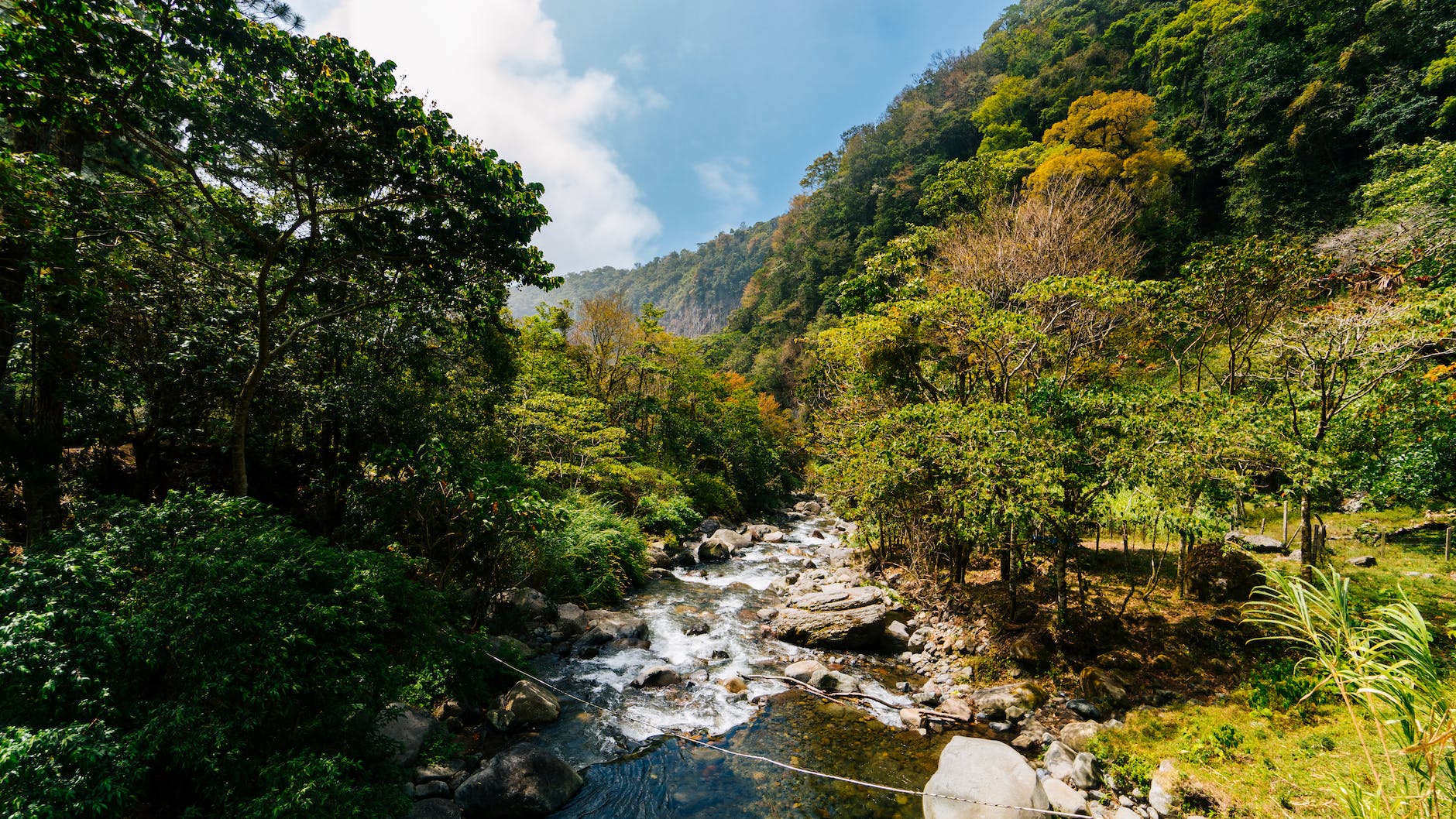 river between trees