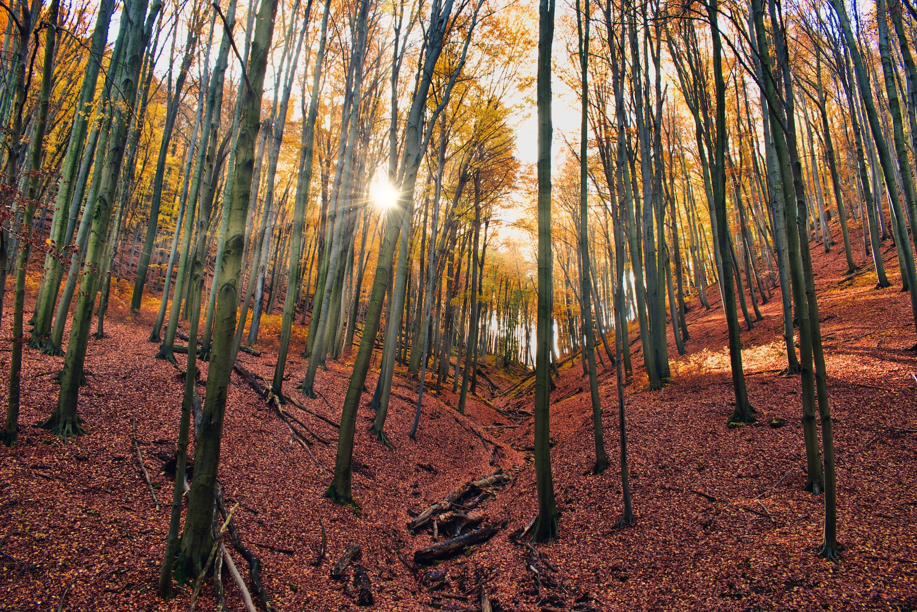 rays of sunlight passing through the trees