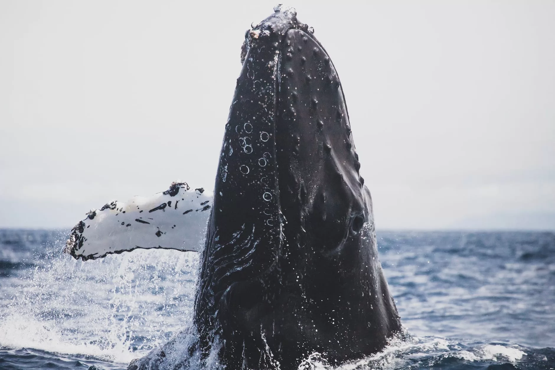 black whale in ocean