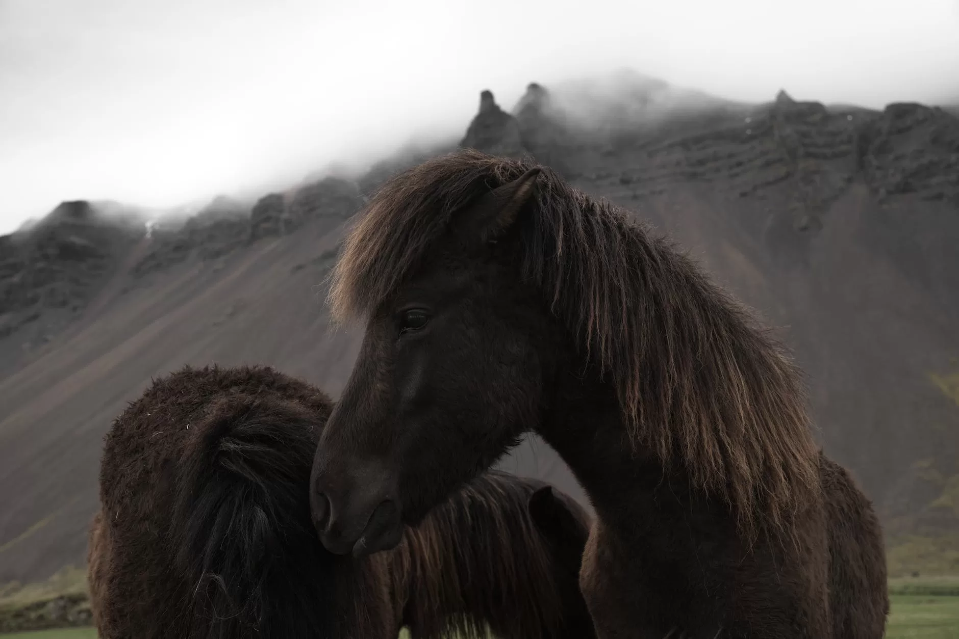 icelandic bay horses grazing near mountains
