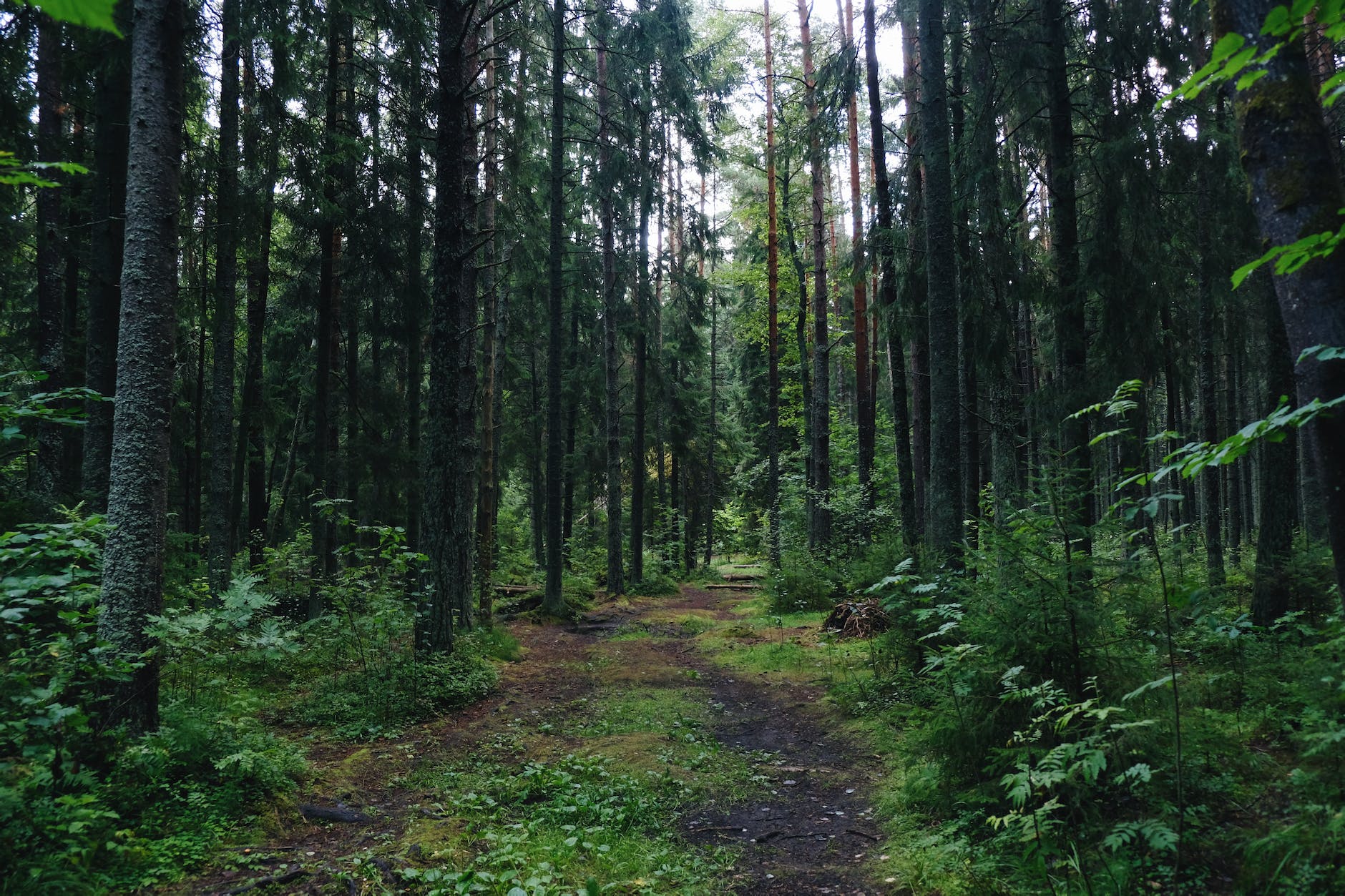 a pathway in the woods