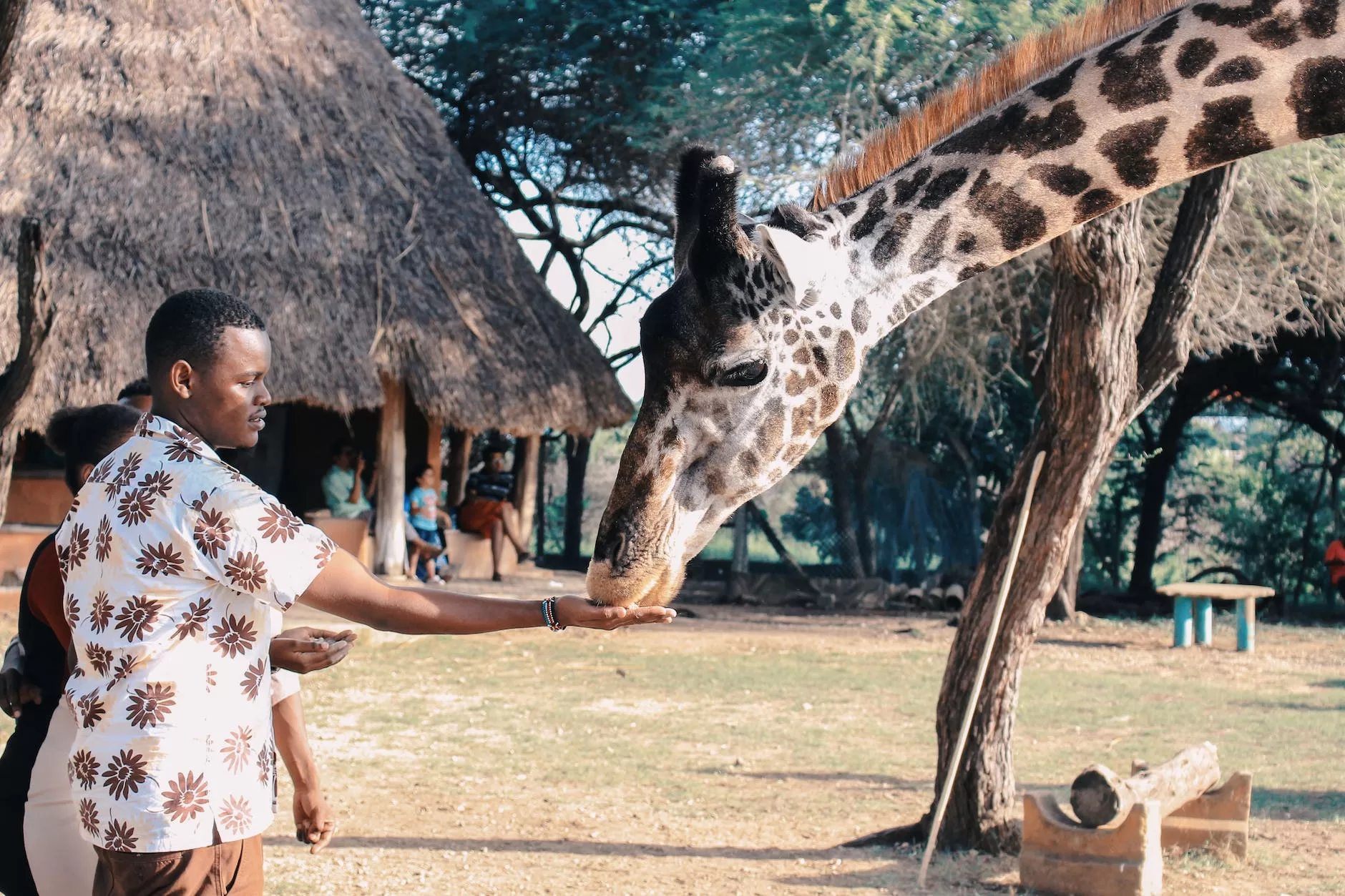 person feeding giraffe as he explores africa on his Africa exploration