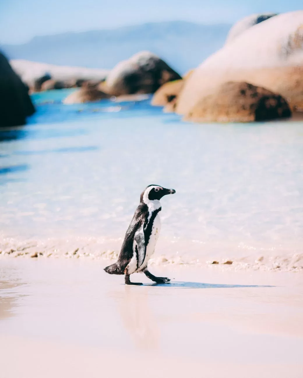 penguin standing on white sand