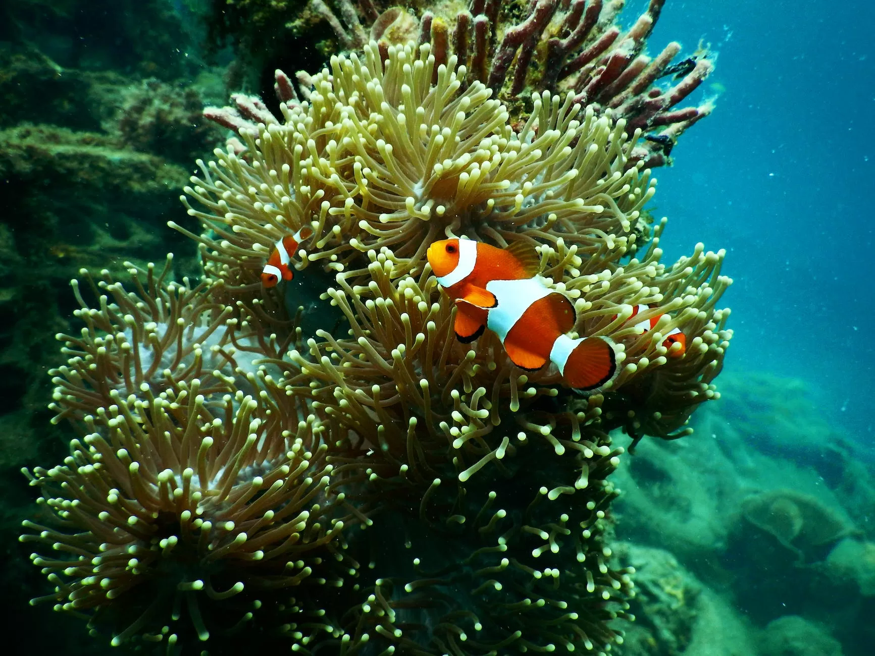 clownfish near coral reef Travel to Oceania