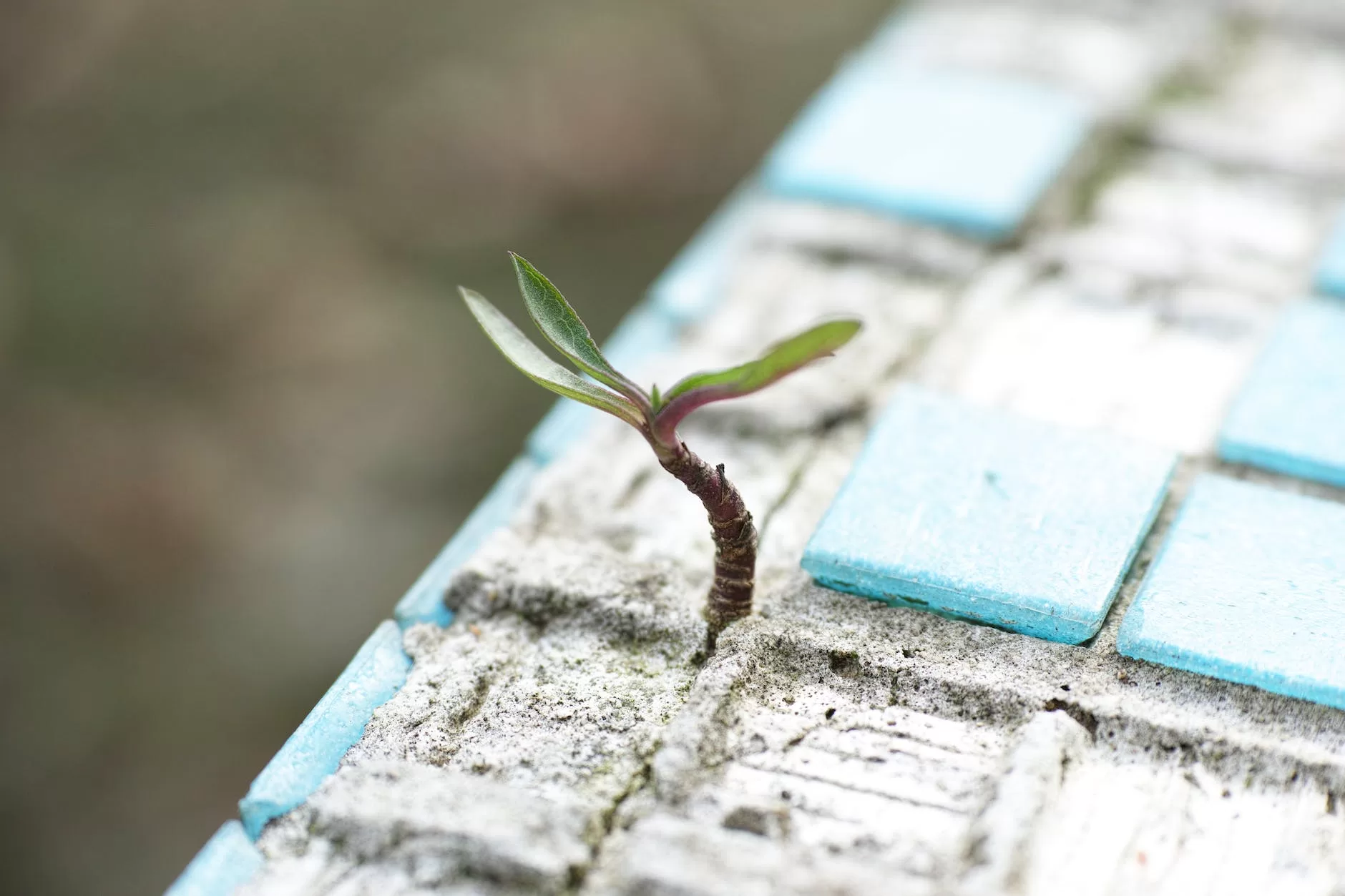 green leafed plant on sand remember there is hope while traveling through grief.