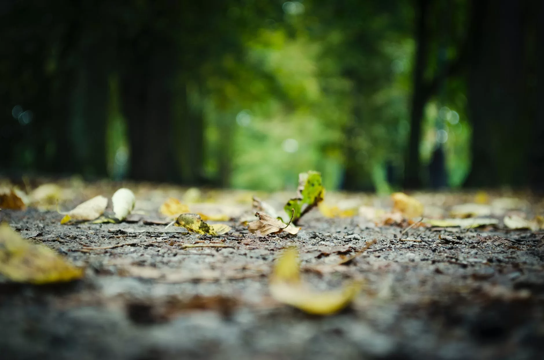 surface level of fallen leaves on tree trunk travel blog niche