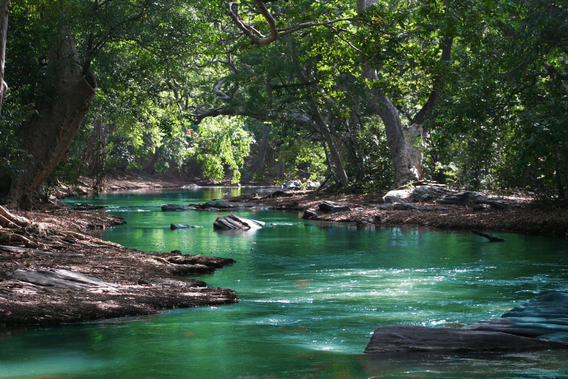 body of water between green leaf trees travel blog niche