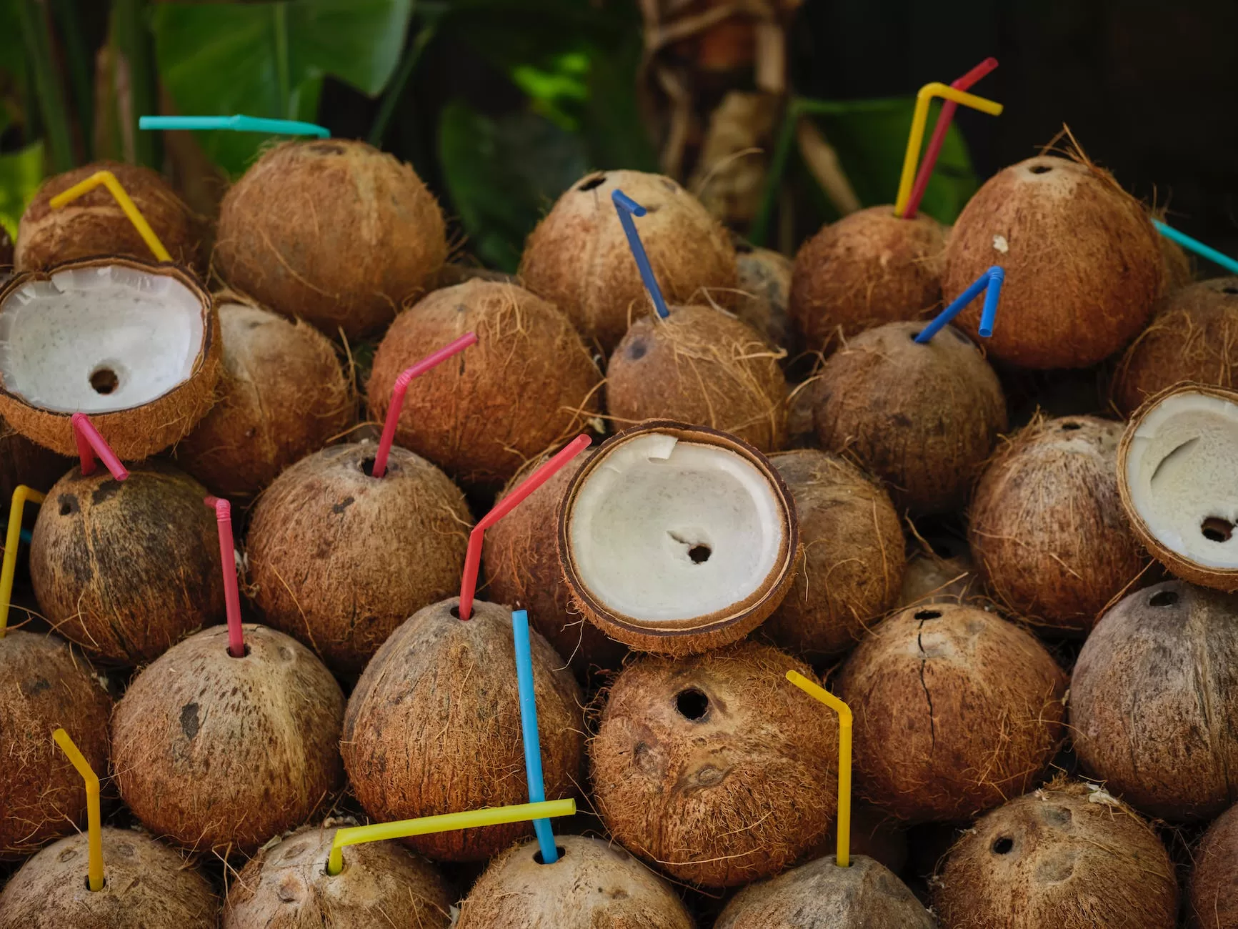 a bunch of delicious coconuts with drinking straws