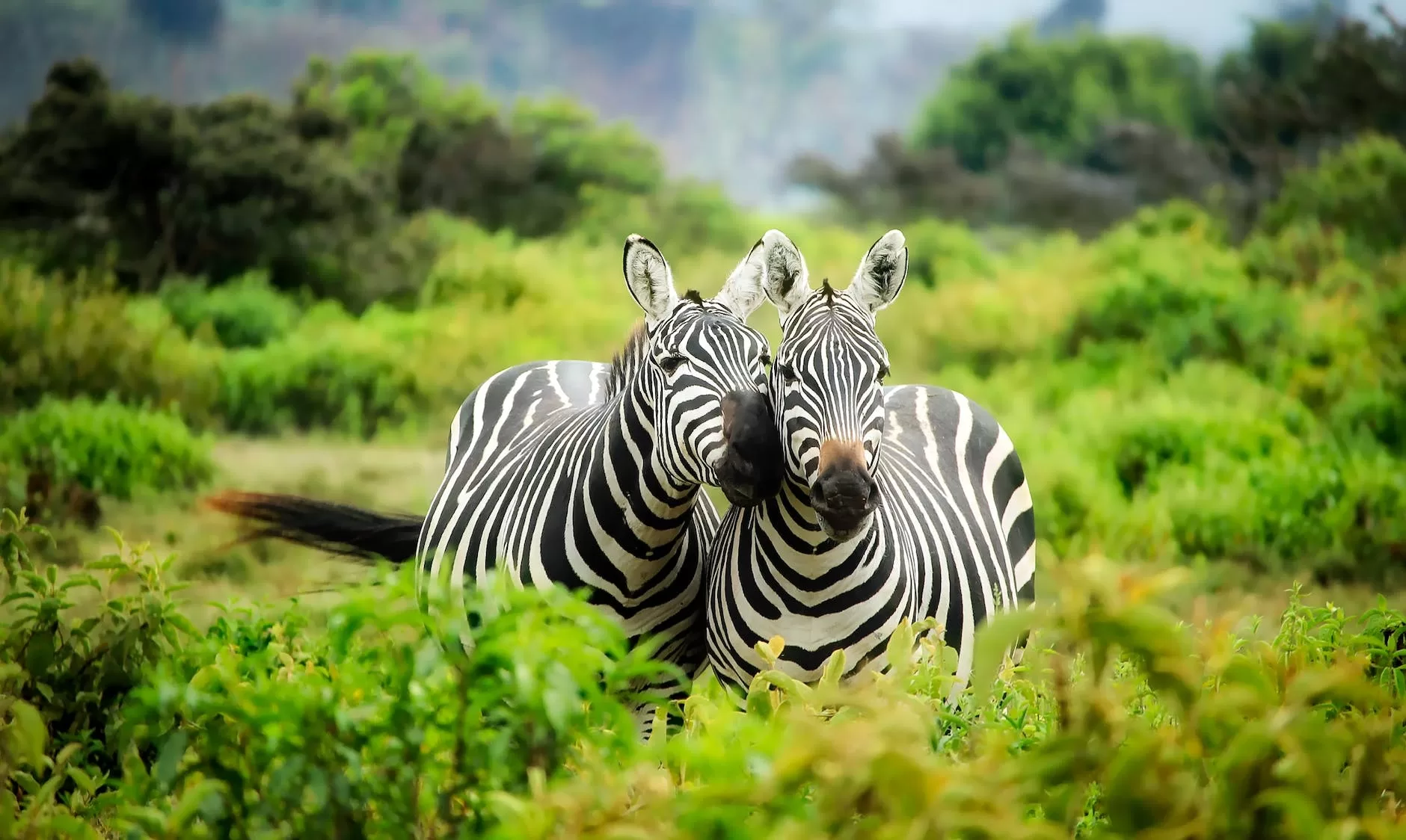 zebras on zebra adventure travel theme