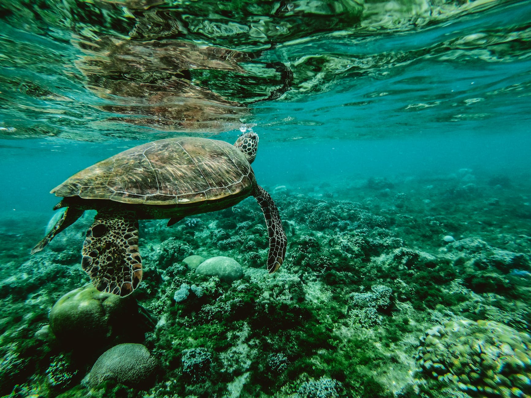 photo of a turtle swimming underwater reflection on best travel tips
