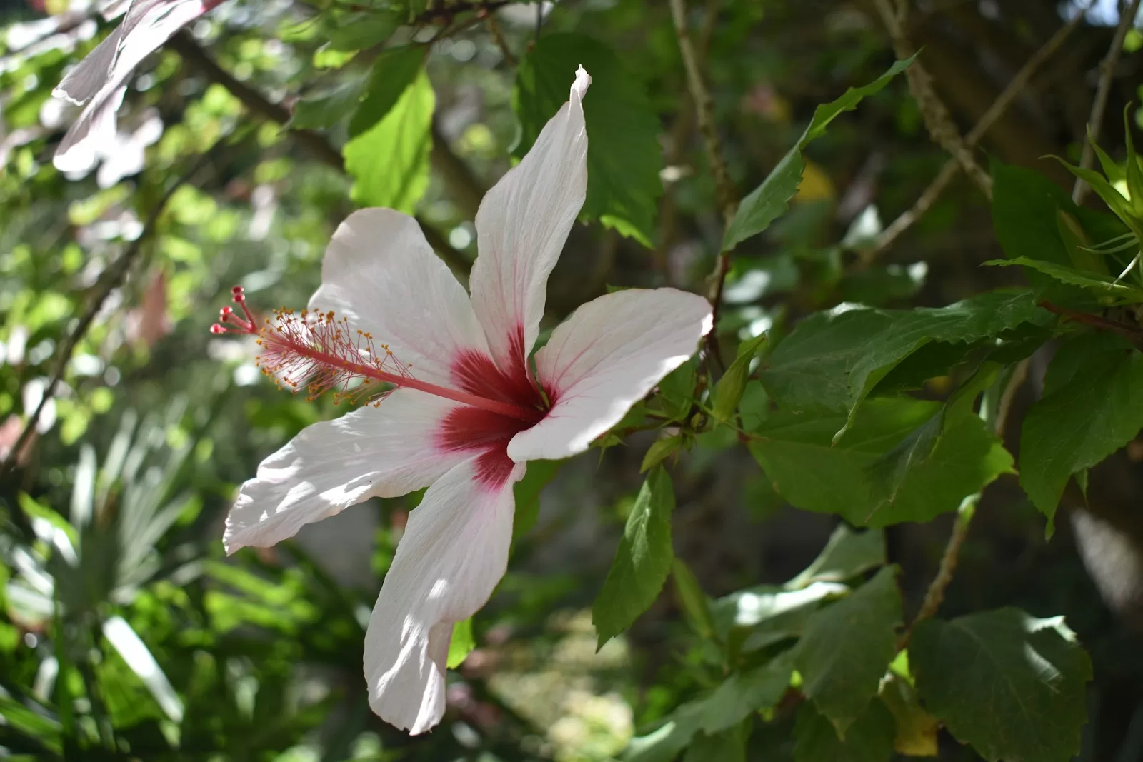 a white flower with red petals